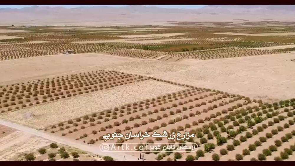 زرشک و زعفران هم از سبد مردم پر کشیدند!