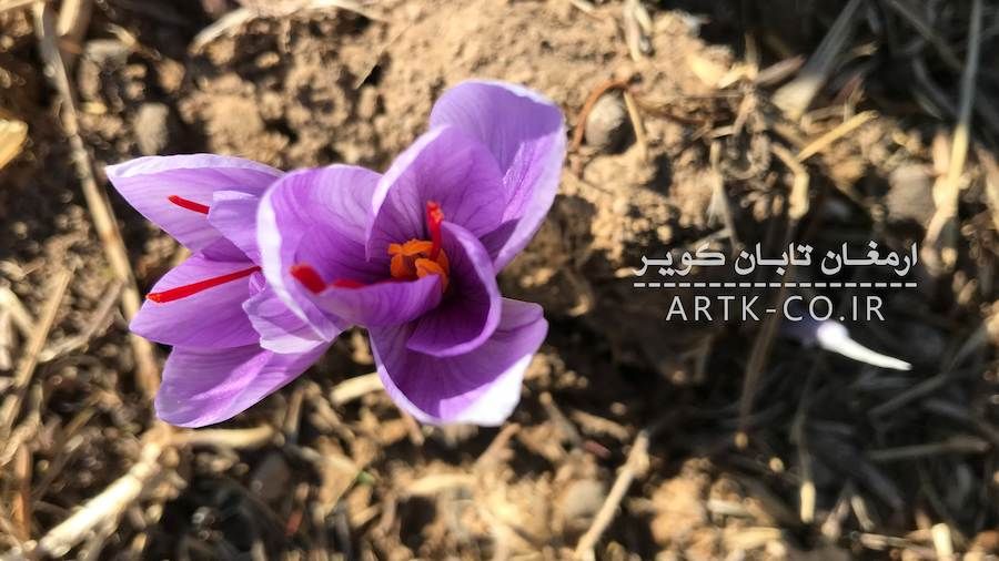 زرشک و زعفران هم از سبد مردم پر کشیدند!