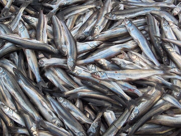 فصل صید ماهیان کیلکا در مازندران آغاز شد