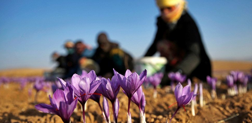 خرید زعفران و عناب از فروشگاه اینترنتی گلپران با قیمت مناسب