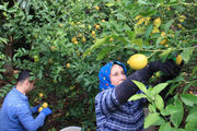 ارزش ۳.۸۱ میلیارد دلاری بازار صادراتی لیمو و لیمو ترش| ایران در جایگاه پنجاه و سوم صادرات