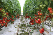نوسان قیمت تجهیزات گلخانه ای و سردرگمی گلخانه داران| ایران در جایگاه ششم تولید جهانی گوجه فرنگی