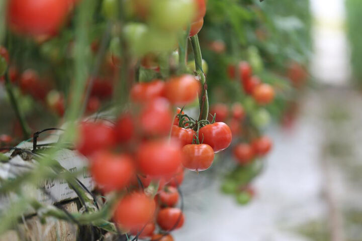 صادرات 363 میلیون دلاری گوجه فرنگی از ترکیه به 54 کشور جهان