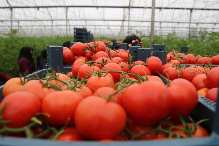 کاهش قیمت گوجه فرنگی کاهش قیمت گوجه فرنگی