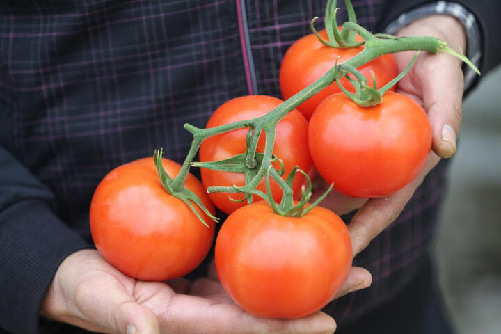 کاهش قیمت گوجه فرنگی