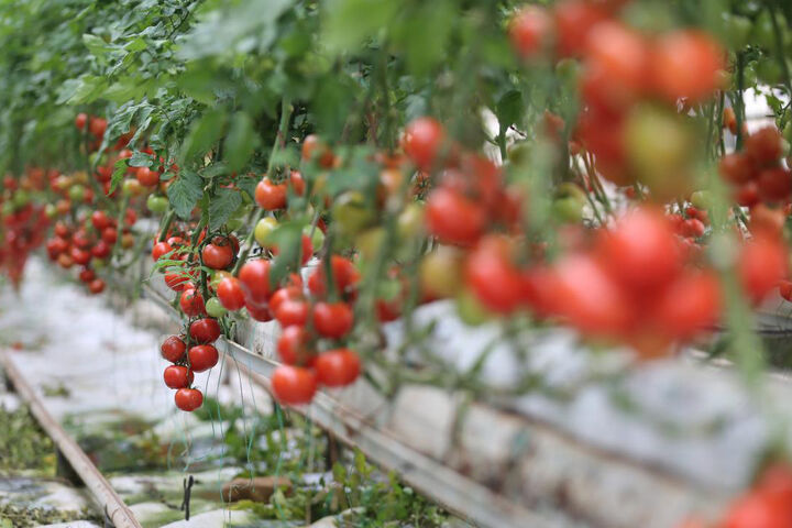 صادرات 363 میلیون دلاری گوجه فرنگی از ترکیه به 54 کشور جهان