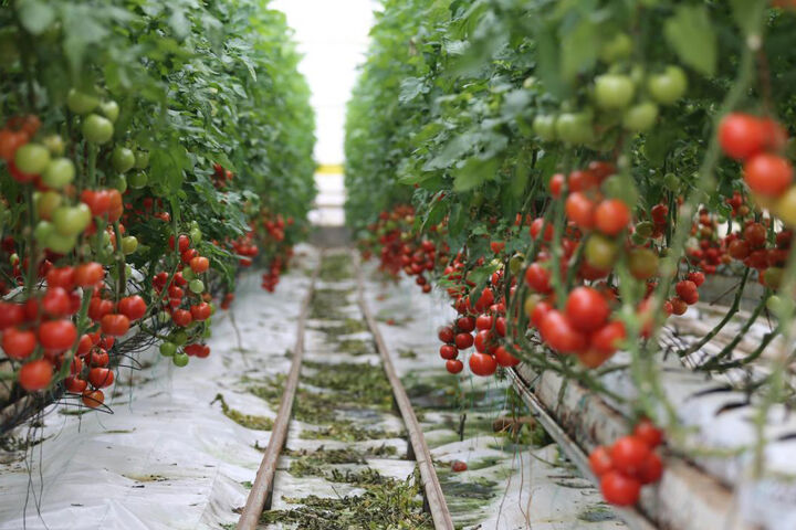 نوسان قیمت تجهیزات گلخانه ای و سردرگمی گلخانه داران| ایران در جایگاه ششم تولید جهانی گوجه فرنگی