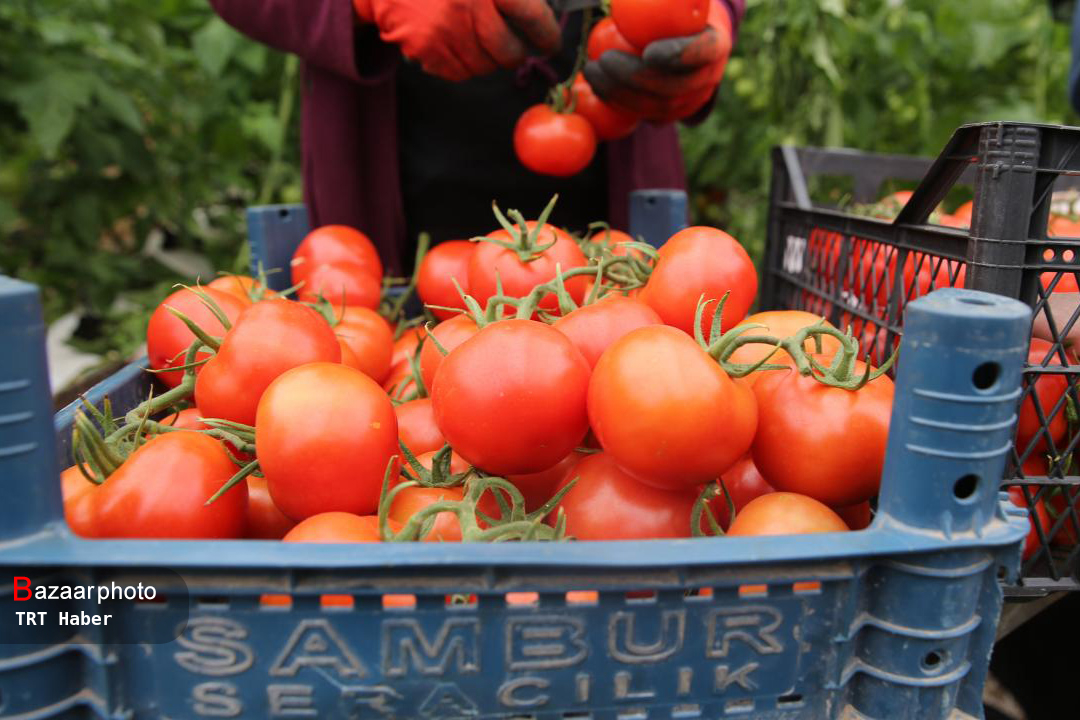 ممنوعیت صادرات گوجه فرنگی از مرز پرویزخان تا اطلاع ثانوی