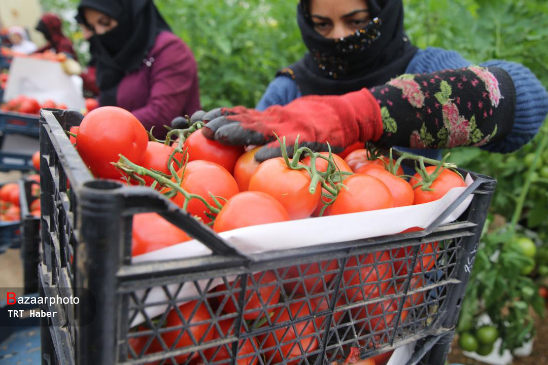 عوارض صادرات گوجه گلخانه داران را غافلگیر کرد| تعیین عوارض در تضاد با سیاست توسعه گلخانه ها است