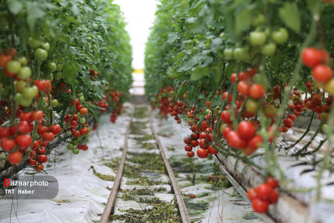 گسترش گلخانهها مسیری سبز برای توسعه همدان| ضرورت پرورش نیروی متخصص