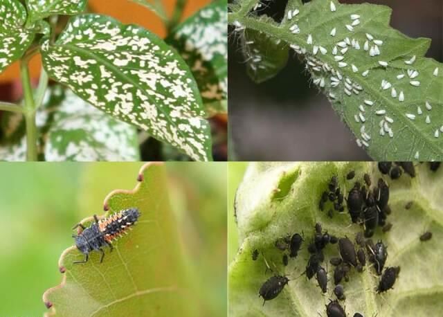 سم وارداتی غیراستاندارد تائید شد| مبارزه بیولوژیک بهترین راه حذف آفات