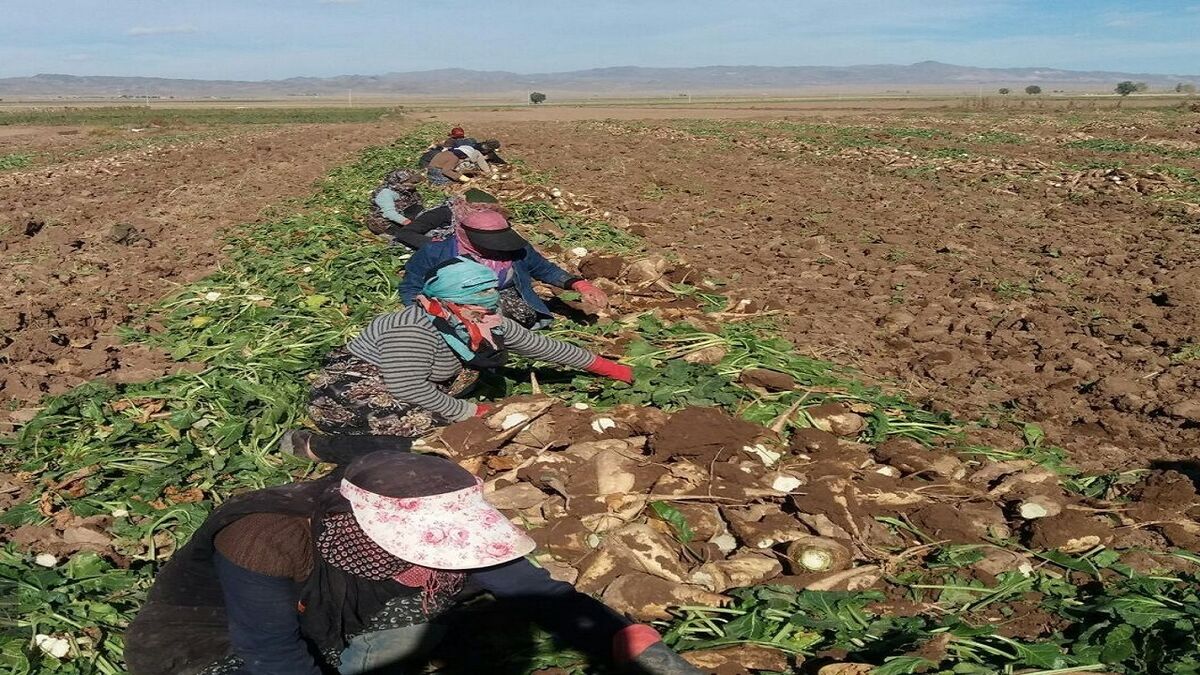 لزوم تعریف اهرمهای قانونی برای اجرای الگوی کشت در همدان