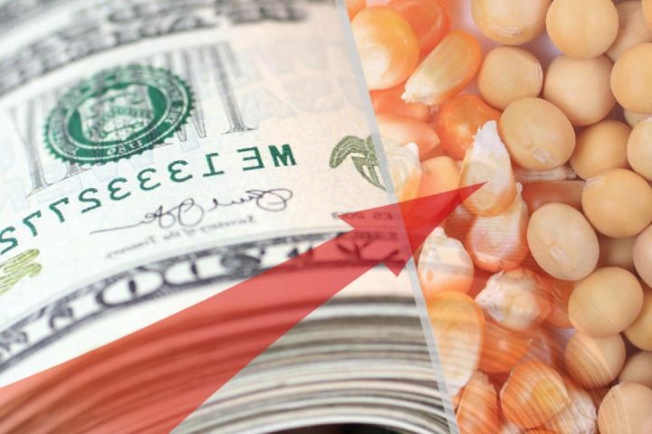 تامین ارز عامل بی انگیزگی وارد کنندگان نهاده دامی| ریشه مشکلات از مرزهای شمالی تا بندرگاه های جنوبی