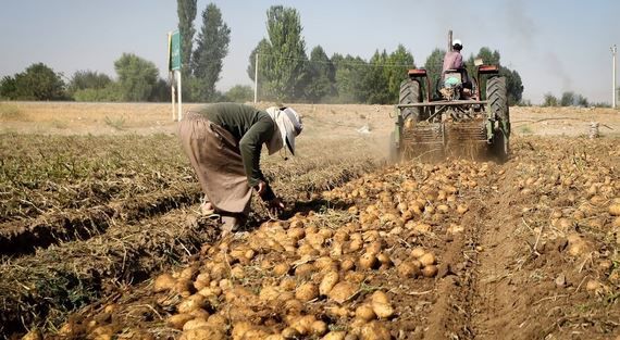 توسعه کشاورزی در گلستان یک فاجعه زیست محیطی است توسعه کشاورزی در گلستان یک فاجعه زیست محیطی است
