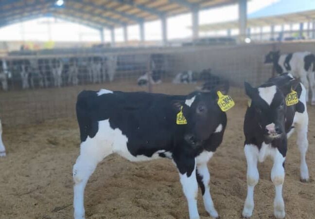 راه اندازی ۲۴٠ مجموعه مشارکتی محقق شد| اجرای ۱۷۱ هزار طرح اشتغال زایی با محوریت مشاغل خرد و متوسط