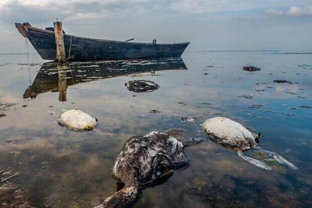 «لایروبی» نسخه نجات بخش خلیج گرگان| «حواشی» روند اجرای پروژه را کُند کرد