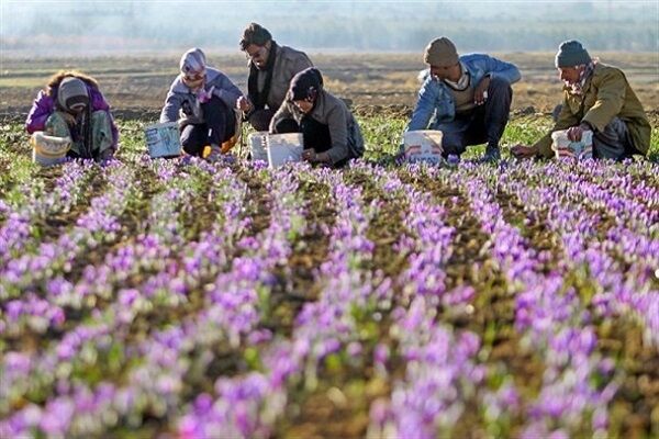  نبود صنایع تبدیلی در گلستان ارزش افزوده زعفران را به خارج استان می برد