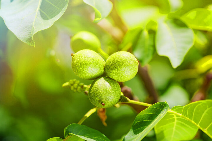 برداشت محصول از باغهای گردو استان فارس پایان یافت| برداشت ۱۴ هزار تن گردو برداشت محصول از باغهای گردو استان فارس پایان یافت| برداشت ۱۴ هزار تن گردو