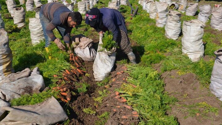 برداشت هویج در دشت آمیک ترکیه