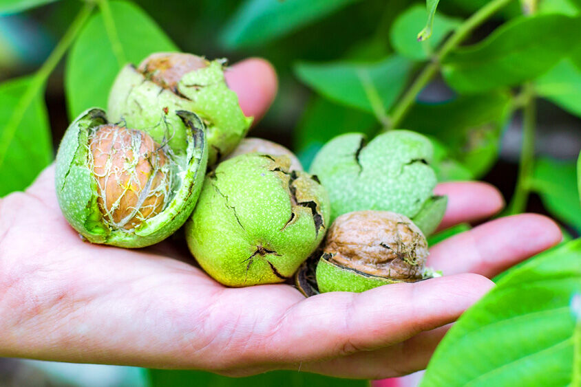 خرید ارزان ترین نهال گردو از نهالستان گلد نهال در ۳ دقیقه