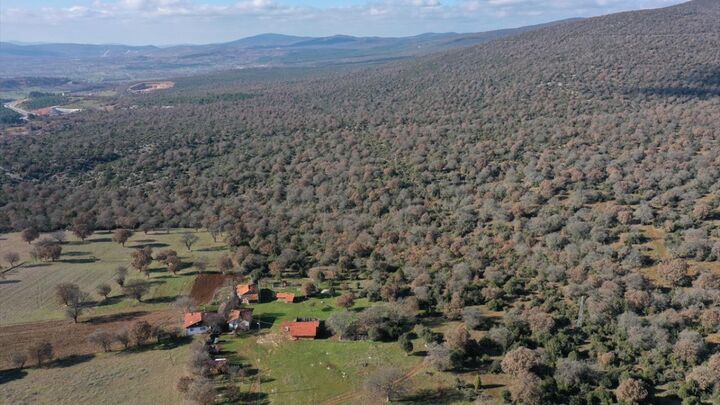 اقتصاد مردم ایلام به بلوط گره خورده است| تخریب جنگل ها چالش اصلی اقتصاد مردم ایلام به بلوط گره خورده است| تخریب جنگل ها چالش اصلی