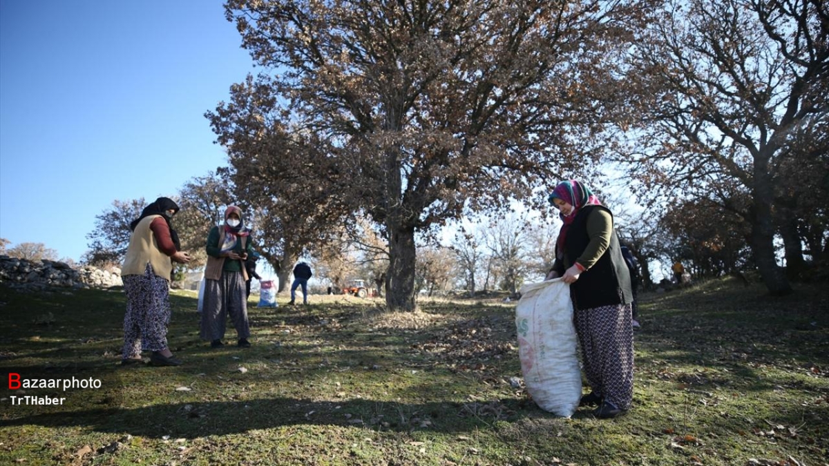 میراث کهن یک میلیارد تومانی در آتش| قصه پر غصه آتش سوزی جنگل های بلوط