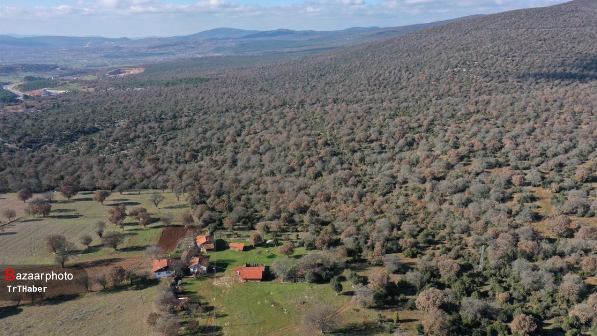 میراث کهن یک میلیارد تومانی در آتش| قصه پر غصه آتش سوزی جنگل های بلوط