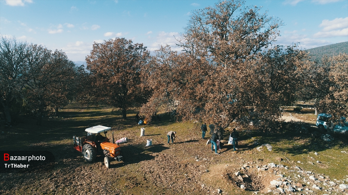 اقتصاد مردم ایلام به بلوط گره خورده است| تخریب جنگل ها چالش اصلی