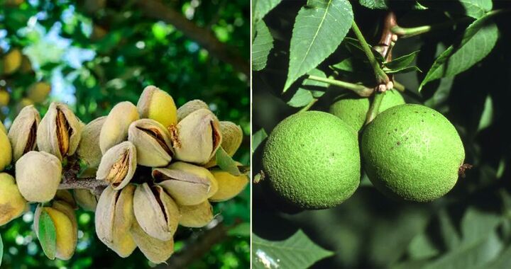 خرید بهترین نهال گردو و نهال بادام برای مناطق معتدل از آریا نهال خرید بهترین نهال گردو و نهال بادام برای مناطق معتدل از آریا نهال