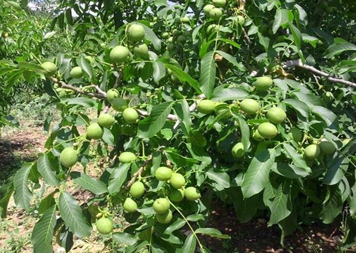 خرید بهترین نهال گردو و نهال بادام برای مناطق معتدل از آریا نهال