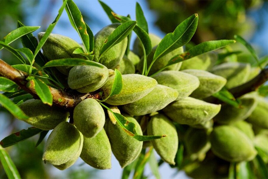 خرید بهترین نهال گردو و نهال بادام برای مناطق معتدل از آریا نهال