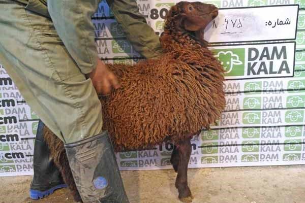 گوسفند زنده را چگونه به صورت اینترنتی خرید کنیم؟