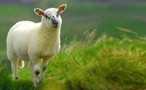 گوسفند زنده را چگونه به صورت اینترنتی خرید کنیم؟