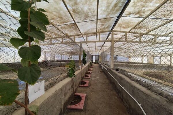 پرورش کروکدیل راه دسترسی به بازارهای جهانی| هر سر کروکدیل ۱.۴ میلیارد تومان