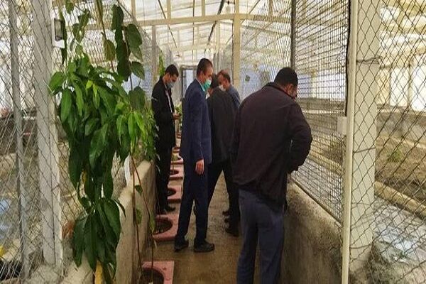 پرورش کروکدیل راه دسترسی به بازارهای جهانی| هر سر کروکدیل ۱.۴ میلیارد تومان