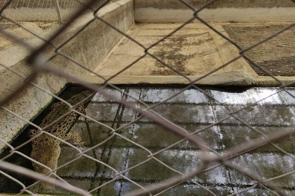 پرورش کروکدیل راه دسترسی به بازارهای جهانی| هر سر کروکدیل ۱.۴ میلیارد تومان