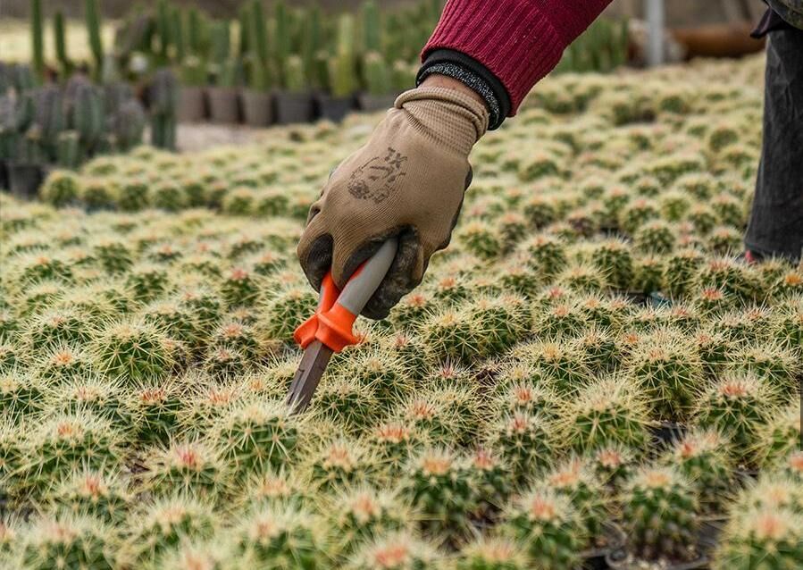 صنعت گل و گیاه فرصتی برای افزایش اشتغال| گلستان ظرفیت صادرات دارد