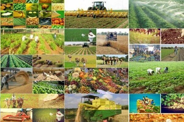 رشد ۴.۳ واحد درصد ارزش افزوده بخش کشاورزی 