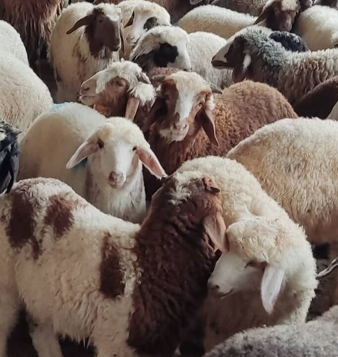 ضرورت ایجاد بازار برای ۷میلیون راس دام سبک| پوست و روده؛ مزیت مغفول مانده از نگاه دولتها و دامداران ضرورت ایجاد بازار برای ۷میلیون راس دام سبک| پوست و روده؛ مزیت مغفول مانده از نگاه دولتها و دامداران