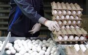 صادرات بیش از ۱۰۰ هزار تن تخم مرغ در ۶ ماهه ابتدای سال ۱۴۰۲
