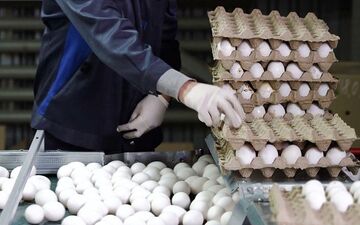 قطع شدن صادرات تخم مرغ به دلیل عدم تعیین مابه التفاوت ارز؛ شورای اقتصاد دست بجنباند