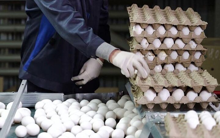 تولید بیش از ۱۴ هزار تن تخم مرغ در شهرستان کاشان