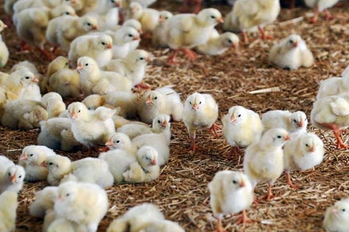تولید ۱.۷ میلیارد قطعه جوجه مرغ در کشور