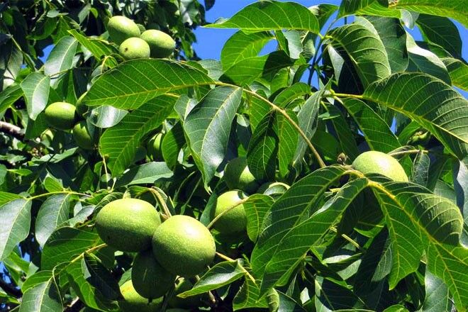اصلاح ۷۰۰ اصله درخت گردو برای مقابله با سرمازدگی در دامغان