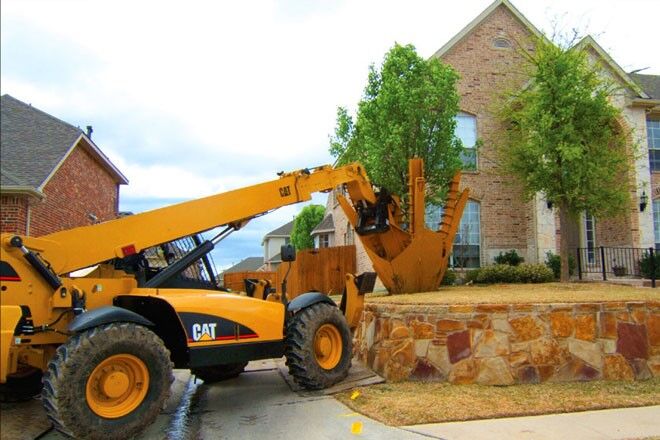 با جابه جایی درخت گردو، باردهی درخت را ۲ برابر کنید!