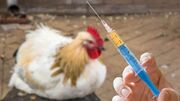 رونمایی از واکسن نوترکیب آنفولانزای فوق حاد پرندگان