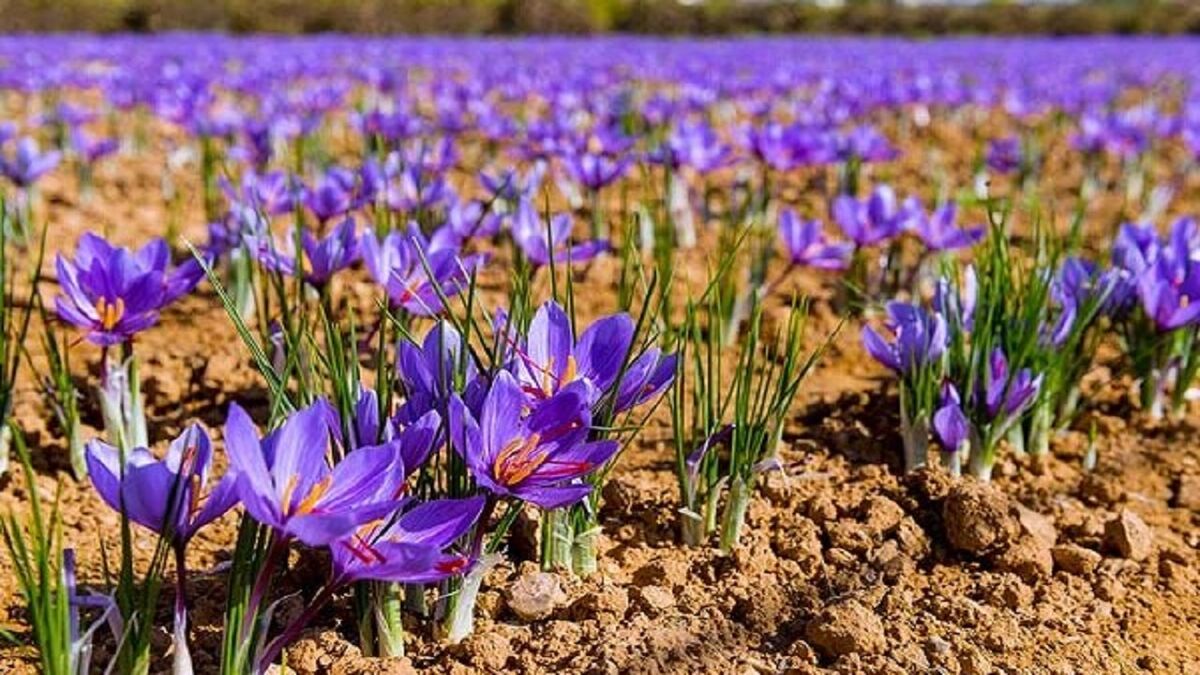 تیشه ریشه کنان و خام فروشان بر گرده گیاهان دارویی کهگیلویه و بویراحمد