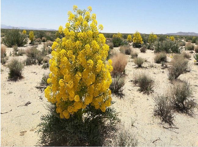 گیاهان دارویی؛ داروی نهان در خاک برای درمان اقتصاد