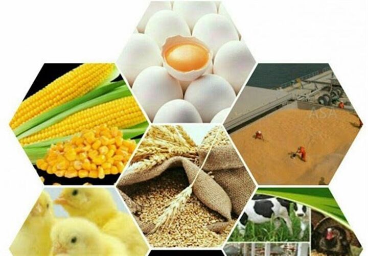 توزیع نهاده بین دامداران ۴۱۹ روستای محروم مازندران توزیع نهاده بین دامداران ۴۱۹ روستای محروم مازندران