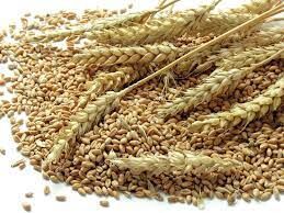 پیش بینی افزایش قیمت گندم در ماه های آتی